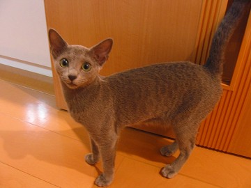 �ނ��A�Ȃ񂩕ςȃj�I�C������E�E�E