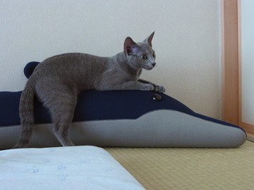 �C���J�ɏ���������Ȃ�
