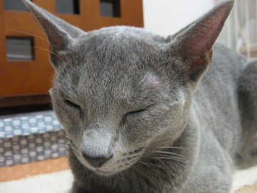 �ڂ��琯���ł���