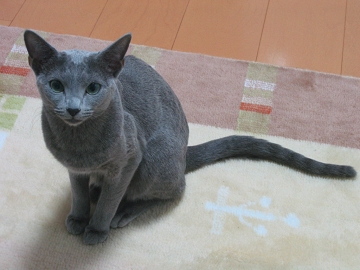 �ǂ����p�p�͋N���Ȃ����B
