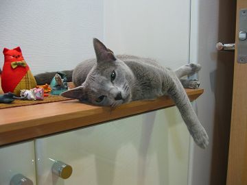 �����ς��V��ł������Č����Ă��̂�