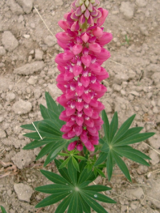 ���s�i�X