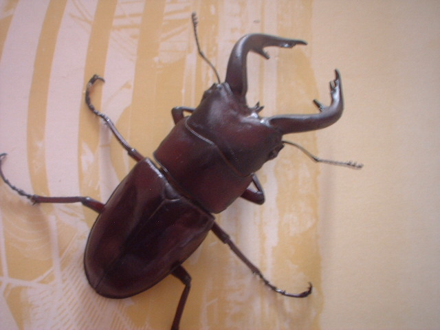 AM2.JPG - 72,846BYTES