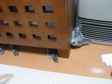 ɂᔠ́AmẮB