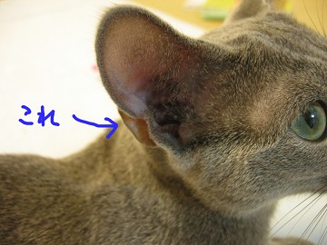 GȂł患