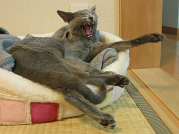 邳ėĖȂ