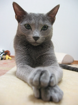 AȊ