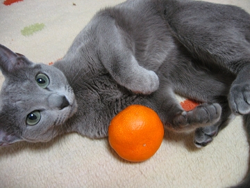 ���N������������낵���ˁI