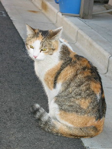 ӂӂ킿
